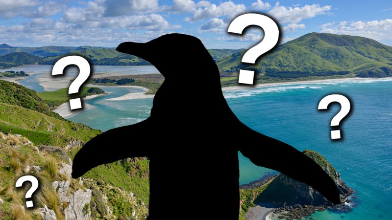 Dunedin's passionate campaign pays off as 2024 Bird of the Year winner announced